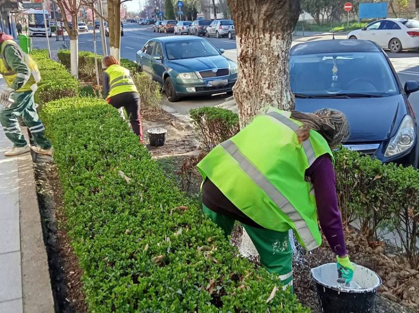 servicii edilitare varuie pomi Sursă foto: FB Primaria Orasului Mioveni