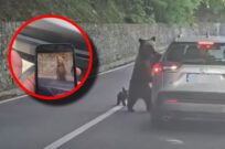 atac urs Transfăgărășan (1)