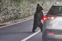 urs bulgar Transfăgărășan