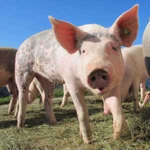 Carnea de porc se scumpește de la o zi la alta 1 porc