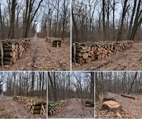 Protejarea Pădurii Trivale - ciopârțită de viziunile diferite din Consiliul Local Pitești 3 padurea Trivale taieri - Protejarea Pădurii Trivale - ciopârțită de viziunile diferite din Consiliul Local Pitești