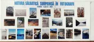 Natura sălbatică surprinsă în fotografii - un proiect judeţean care a atras sute de copii 8 proiect palat natura