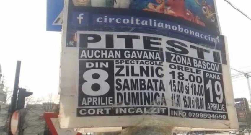 Cazul AFIȘ PE SEMAFOR în Pitești! Poliția l-a găsit pe circarul italian! Iar noi, vă oferim programul! 1 circ