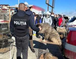 Razie în târgurile din Argeș! Câini vânduți ilegal 1 caini targ arges - Razie în târgurile din Argeș! Câini vânduți ilegal