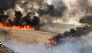 incendiu-vegetatie