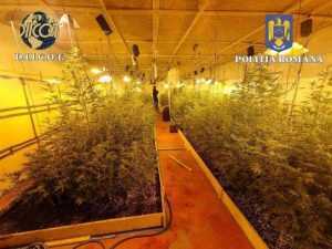 canabis - Duduie agricultura! Cultivatorii de canabis - tulburați temporar de 7 percheziții!