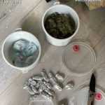 Duduie agricultura! Cultivatorii de canabis - tulburați temporar de 7 percheziții! 6 droguri 3