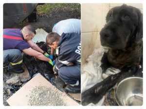 (VIDEO) Orice viață contează! Cățelușă blocată în smoală, salvată de pompierii argeșeni 22 salvare-catelusa-smoala (3)