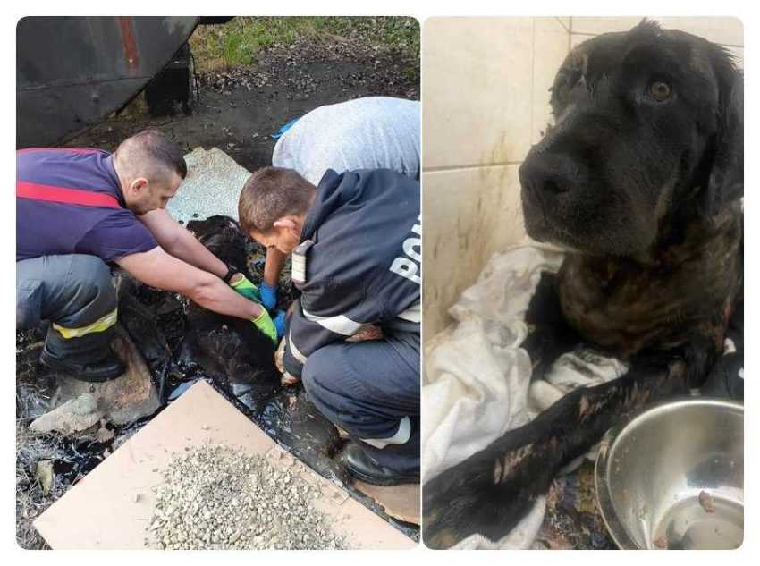 salvare-catelusa-smoala (3)