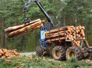 Firmă din Argeș- amendată pentru furt de lemne 1 lemne padure defrisari 8 - Firmă din Argeș- amendată pentru furt de lemne