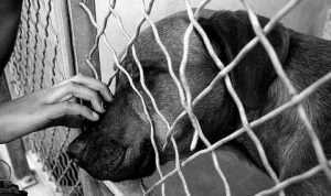 Amendă de până la 12.000 lei dacă nu asiguri animalelor tale toată îngrijirea! 1 Ilha do abandono 1 - Amendă de până la 12.000 lei dacă nu asiguri animalelor tale toată îngrijirea!