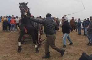 cai batuti - Amendă de până la 12.000 lei dacă nu asiguri animalelor tale toată îngrijirea!