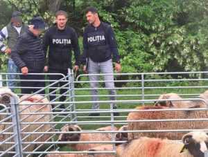 Ciobanii de la “Rapsodia Pastorală"– amendați de Poliție! Două vaci l-au costat 4175 lei! 1 Foto 3 târg animale