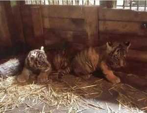 Au fost alese de către public numele celor doi pui de tigru de la Zoo Pitești! 1 pui de tigru - Au fost alese de către public numele celor doi pui de tigru de la Zoo Pitești!