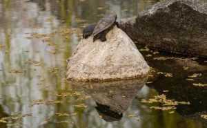 Broscuțele țestoase din Expo-Parc vor fi mutate la Grădina Zoologică 2 broscute-expo-parc