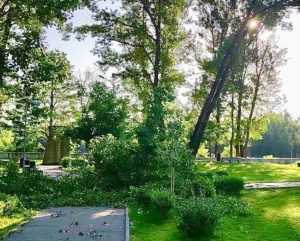 Copac prăbuşit peste liniile electrice, în Lunca Argeşului 1 copac cazut