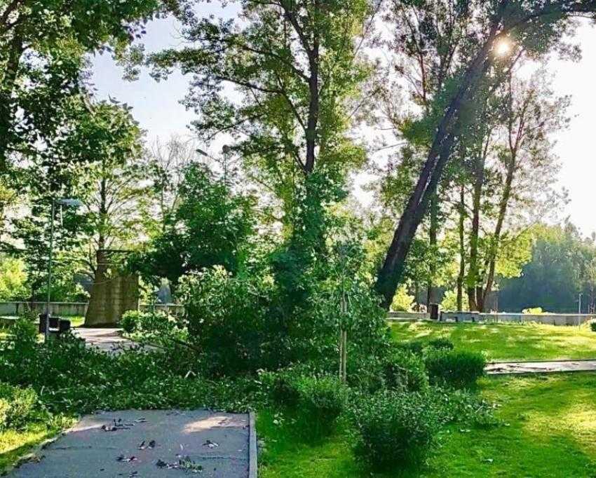 copac cazut copac cazut