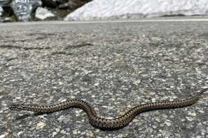 Avertisment Salvamont: Atentie la viperele de pe șosele! 1 viperele - Avertisment Salvamont: Atentie la viperele de pe șosele!