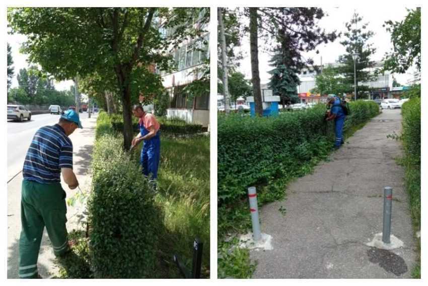 Primăria Pitești: „Împreună, îngrijim spațiile verzi din municipiu!” 2 Pitești spatii verzi