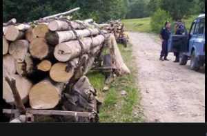 Furt de lemne în județul Argeș! Amenzi de 27.000 de lei! 15 hoti lemne - Furt de lemne în județul Argeș! Amenzi de 27.000 de lei!