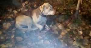 caine abandonat - Argeșeancă sancționată de oamenii legii! Și-a abandonat câinele