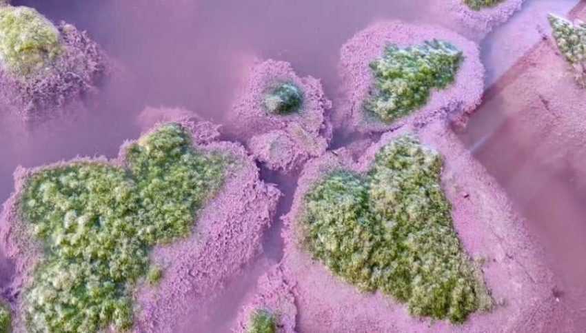 alge-lacul-techirghiol