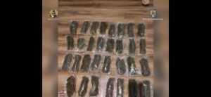 ( VIDEO ) Creștere de cannabis în urma unor percheziții domiciliare! 16 cannabis e1656763103204 - ( VIDEO ) Creștere de cannabis în urma unor percheziții domiciliare!