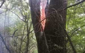 Un incendiu are loc în comuna Vedea, după ce un copac a fost lovit de fulger! 1 copac incendiu e1656954858198 - Un incendiu are loc în comuna Vedea, după ce un copac a fost lovit de fulger!