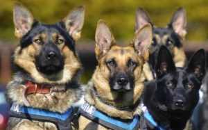 caini e1657131175965 - Șuier vine cu întăriri la NEVERSEA!