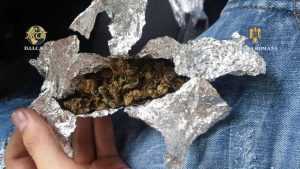 Tinerii s-au apucat de plantat! Ghivece cu ciuperci haluginogene! 1 weed - Tinerii s-au apucat de plantat! Ghivece cu ciuperci haluginogene!