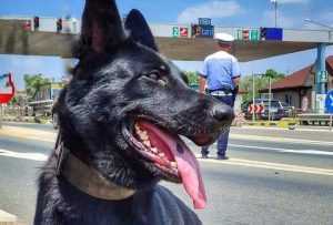 mai e1657194660608 - Colegii lui Șuier sunt pe poziții la Fetești!