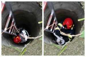 (VIDEO) Pisică salvată de pompierii piteșteni 5 Untitled collage 5 - (VIDEO) Pisică salvată de pompierii piteșteni