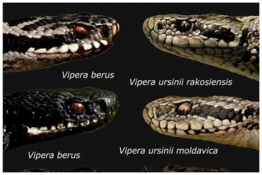 șarpe veninos șarpe veninos