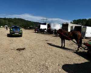Amenzi de 17.220 de lei pentru deținere și transport ilegal de animale în Argeș! 1 animale - Amenzi de 17.220 de lei pentru deținere și transport ilegal de animale în Argeș!