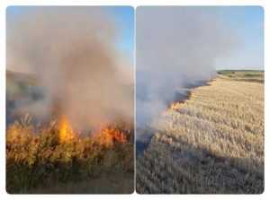 (VIDEO) Incendiile de vegetație au făcut prăpăd în Argeș 26 incendiu vegetatie arges - (VIDEO) Incendiile de vegetație au făcut prăpăd în Argeș