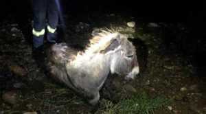 magar e1658523535430 - (VIDEO) Un măgăruș a fost salvat din apele râului Târgușor!