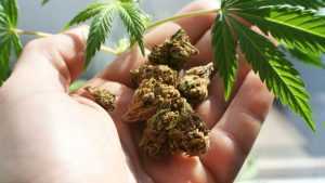 A fost prins în timp ce vindea droguri în satul Drogu 26 cannabis - A fost prins în timp ce vindea droguri în satul Drogu