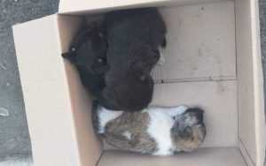 catei caini pui abandonati protectia animalelor e1658836060575 640x400 1 - Bărbat amendat cu 12.000 lei pentru că a abandonat 7 cățeluși în stradă