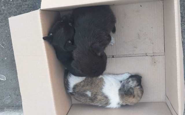 catei-caini-pui-abandonati-protectia-animalelor-e1658836060575-640×400