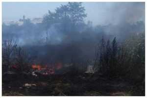 (VIDEO) Incendiu de vegetație uscată la Oarja! 1 incendiu vegetatie
