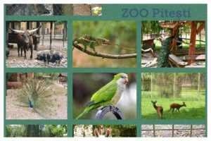 zoo