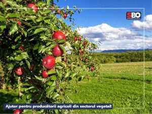 Simona Bucura Oprescu: Ajutor pentru producătorii agricoli din sectorul vegetal! 25 Simona Bucura