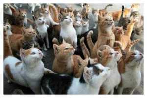 Femeie din Pitești amendată de polițiștii Biroului pentru Protecția Animalelor! 22 Untitled collage 4 - Femeie din Pitești amendată de polițiștii Biroului pentru Protecția Animalelor!