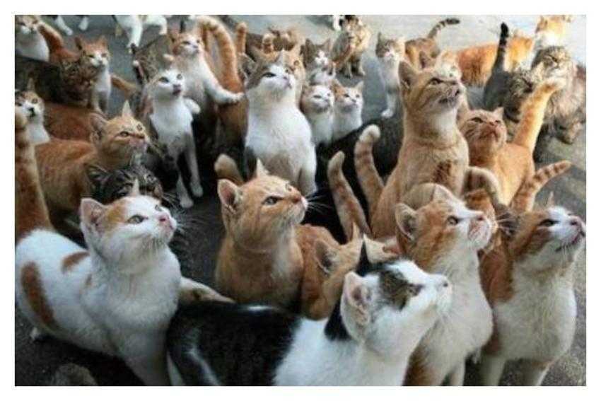 Untitled collage (4)