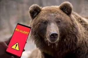 Alertă în comuna Bascov! A fost semnalată prezența unor urși! 1 urs-roalert