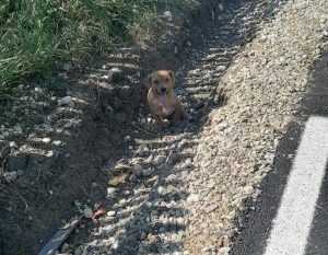 Câine abandonat pe o stradă din Moșoaia! Stăpânul riscă o amendă de 12.000 de lei 29 caine abandonat mosoaia - Câine abandonat pe o stradă din Moșoaia! Stăpânul riscă o amendă de 12.000 de lei