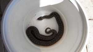 Au găsit o viperă în casă! Panică pentru o familie din Câmpulung 15 vipera casa - Au găsit o viperă în casă! Panică pentru o familie din Câmpulung