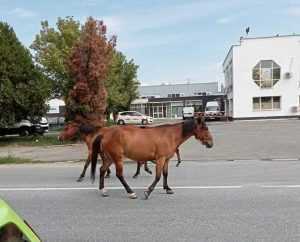 cai liberi - Pericol pentru șoferi! Cai lăsați liberi pe străzile din Ștefănești