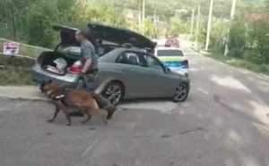 (VIDEO) Șoferi verificați cu câini antidrog, în Argeș 29 caini antidrog - (VIDEO) Șoferi verificați cu câini antidrog, în Argeș