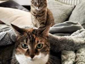 pisici - Pisicile din Cipru urmează să primească tratamente împotriva COVID-19